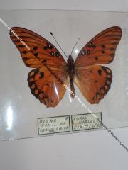 Gulf Fritillary (Butterfly) - Will Minor Collection