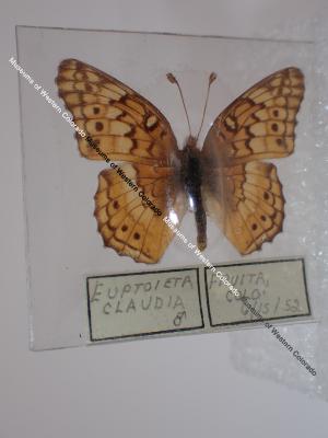 Variegated Fritillary (Butterfly) - Will Minor Collection