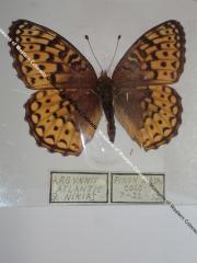 Northwestern Fritillary (Butterfly) - Will Minor Collection