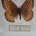 Northwestern Fritillary (Butterfly) - Will Minor Collection