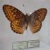 Northwestern Fritillary (Butterfly) - Will Minor Collection