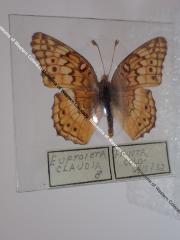 Variegated Fritillary (Butterfly) - Will Minor Collection