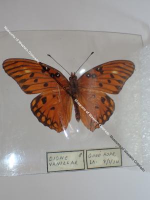 Gulf Fritillary (Butterfly) - Will Minor Collection