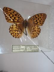 Callippe Fritillary (Butterfly) - Will Minor Collection