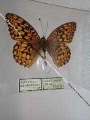 Callippe Fritillary (Butterfly) - Will Minor Collection