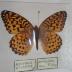 Atlantis Fritillary (Butterfly) - Will Minor Collection