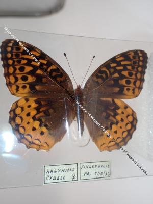 Great Spangled Fritillary (Butterfly) - Will Minor Collection