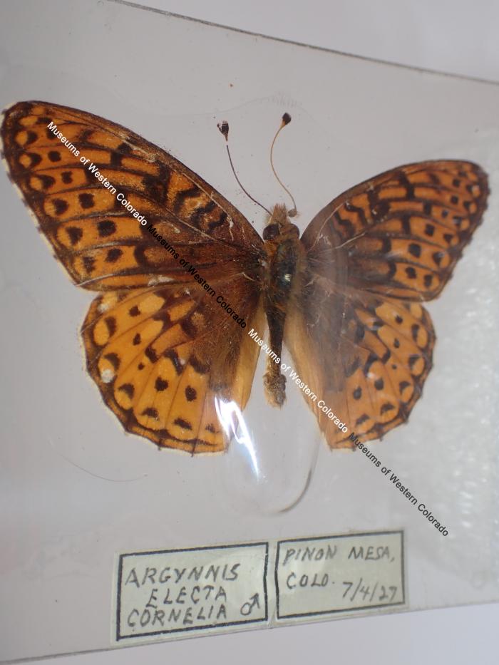 Northwestern Fritillary (Butterfly) - Will Minor Collection