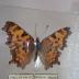 Oreas Comma (Butterfly) - Will Minor Collection