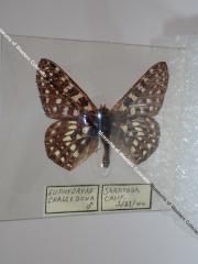 Variable Checkerspot (Butterfly) - Will Minor Collection