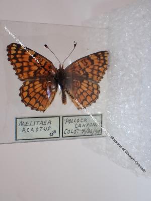 Sagebrush Checkerspot (Butterfly) - Will Minor Collection