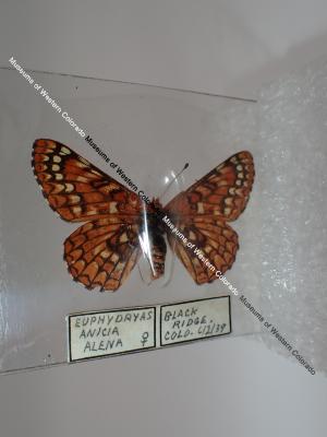 Anicia Checkerspot (Butterfly) - Will Minor Collection