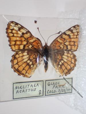 Sagebrush Checkerspot (Butterfly) - Will Minor Collection