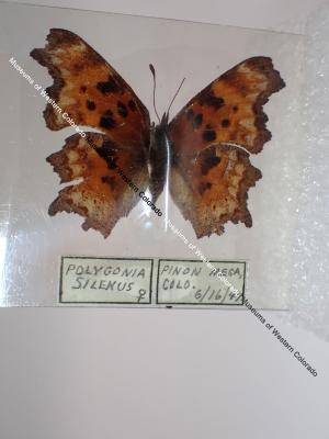 Oreas Comma (Butterfly) - Will Minor Collection