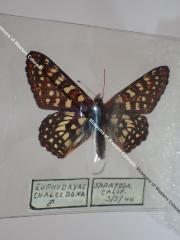 Variable Checkerspot (Butterfly) - Will Minor Collection