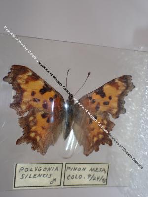 Oreas Comma (Butterfly) - Will Minor Collection