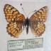 Sagebrush Checkerspot (Butterfly) - Will Minor Collection