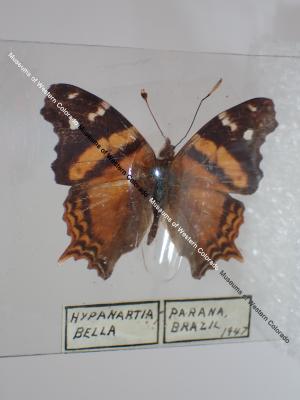 Bella Mapwing (Butterfly) - Will Minor Collection