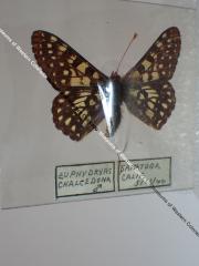 Variable Checkerspot (Butterfly) - Will Minor Collection