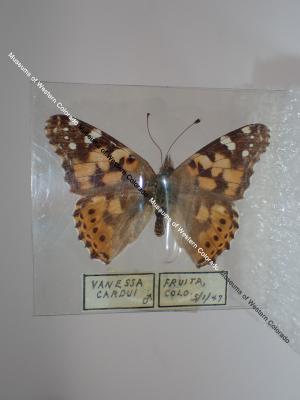 Painted Lady (Butterfly) - Will Minor Collection