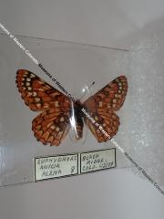 Anicia Checkerspot (Butterfly) - Will Minor Collection