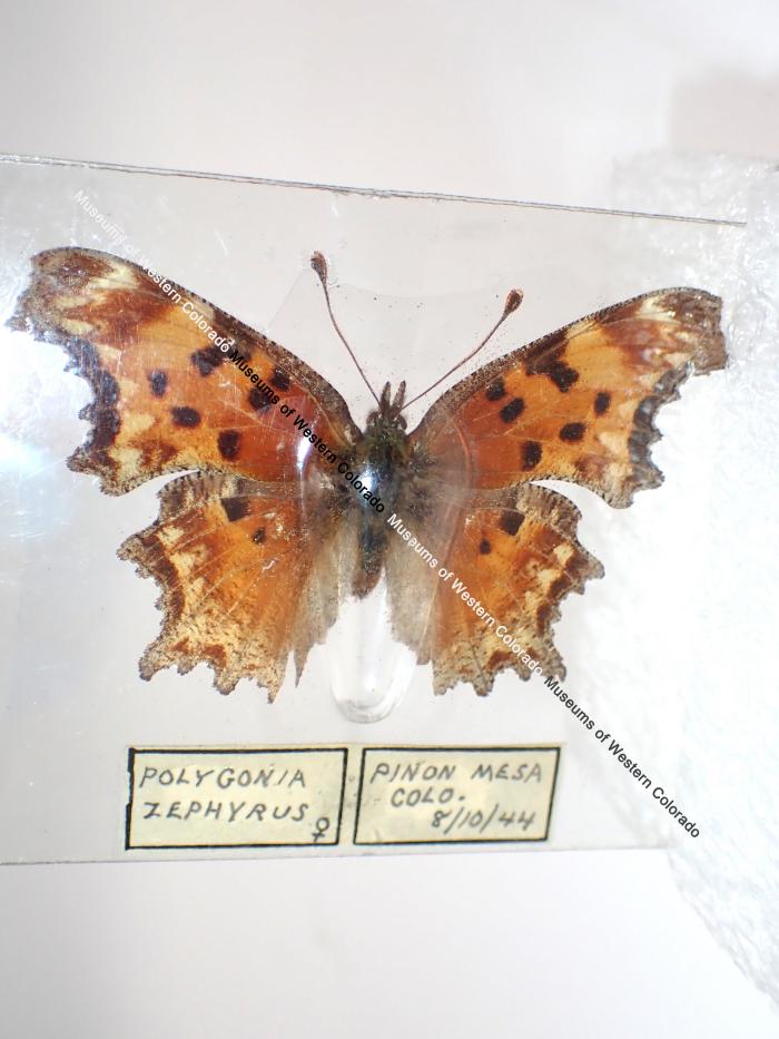 Zephyr Comma (Butterfly) - Will Minor Collection