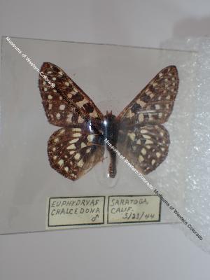 Variable Checkerspot (Butterfly) - Will Minor Collection