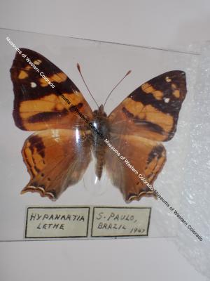 Orange Mapwing (Butterfly) - Will Minor Collection