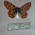 Anicia Checkerspot (Butterfly) - Will Minor Collection