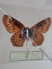 Anicia Checkerspot (Butterfly) - Will Minor Collection