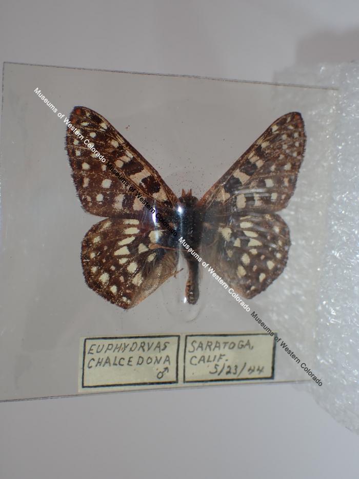 Variable Checkerspot (Butterfly) - Will Minor Collection