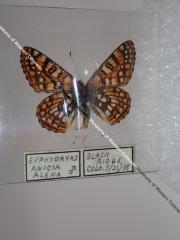 Anicia Checkerspot (Butterfly) - Will Minor Collection