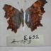 Oreas Comma (Butterfly) - Will Minor Collection