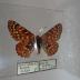 Anicia Checkerspot (Butterfly) - Will Minor Collection