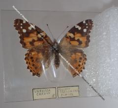 Painted Lady (Butterfly) - Will Minor Collection