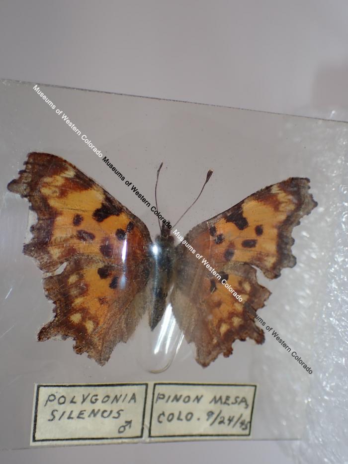 Oreas Comma (Butterfly) - Will Minor Collection