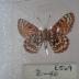 Anicia Checkerspot (Butterfly) - Will Minor Collection