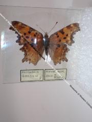 Hoary Comma (Butterfly) - Will Minor Collection