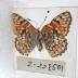 Sagebrush Checkerspot (Butterfly) - Will Minor Collection