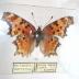 Zephyr Comma (Butterfly) - Will Minor Collection