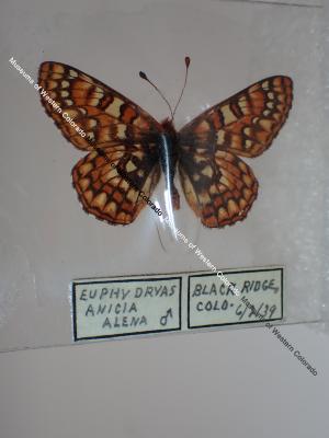 Anicia Checkerspot (Butterfly) - Will Minor Collection