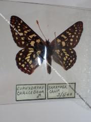 Variable Checkerspot (Butterfly) - Will Minor Collection