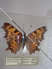 Oreas Comma (Butterfly) - Will Minor Collection