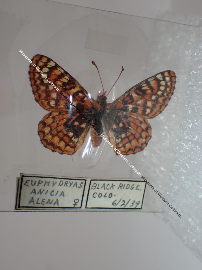 Anicia Checkerspot (Butterfly) - Will Minor Collection