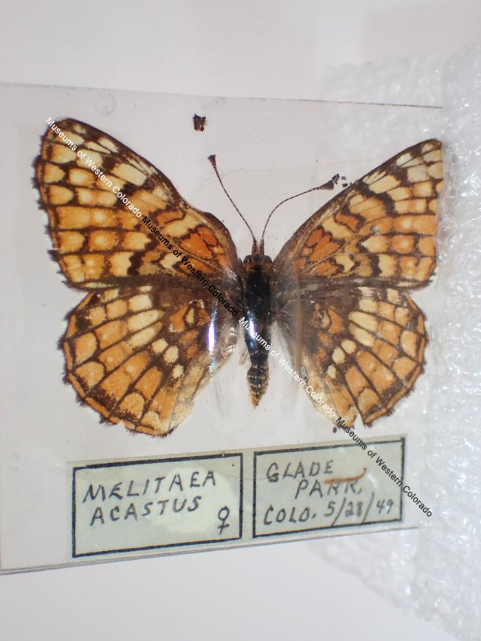 Sagebrush Checkerspot (Butterfly) - Will Minor Collection