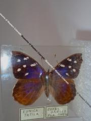 Florida Purplewing (Butterfly) - Will Minor Collection