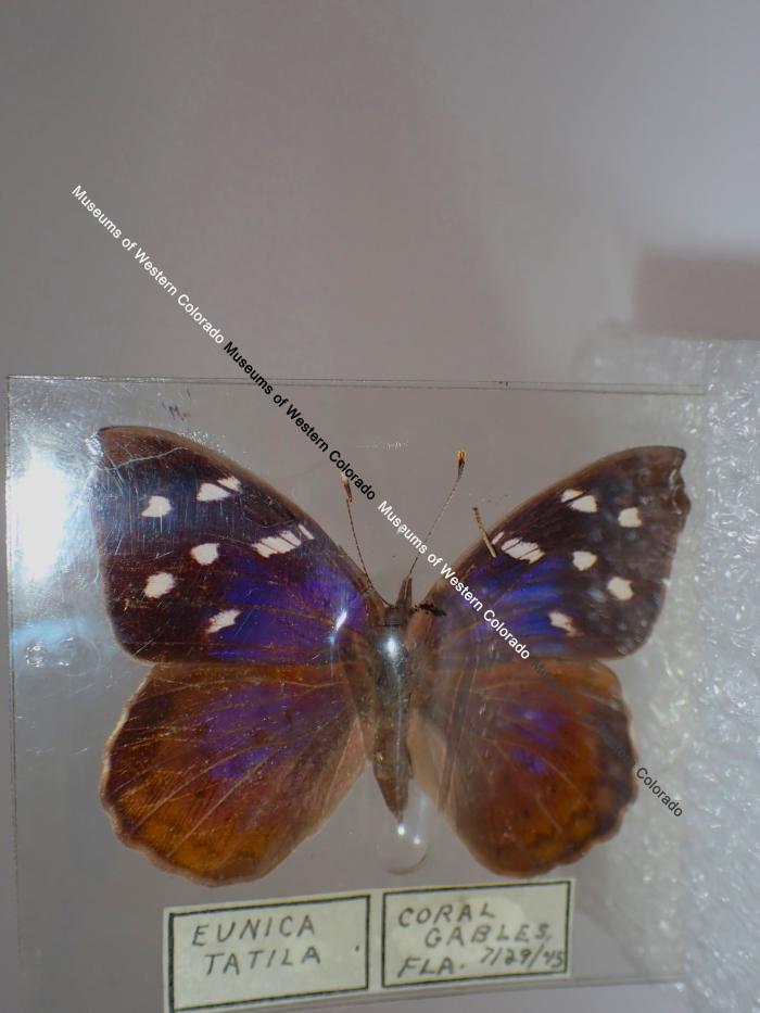 Florida Purplewing (Butterfly) - Will Minor Collection