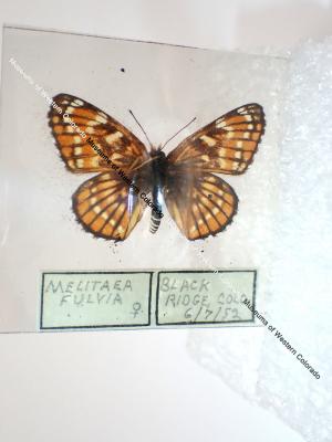 Leanira Checkerspot (Butterfly) - Will Minor Collection