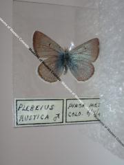 Rustic Blue (Butterfly) - Will Minor Collection