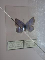 Minnehaha Blue (Butterfly) - Will Minor Collection